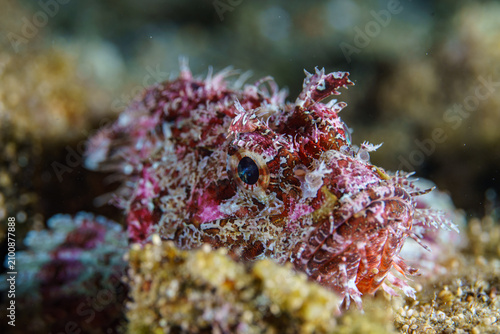 Bild auf Leinwand scorpionfish close up macro