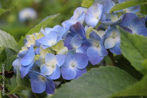 Blue hydrangea flowers surrounded by green leaves in summer garden