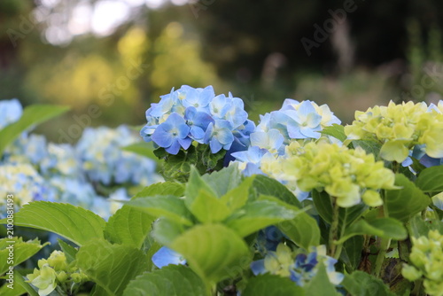 Blooming blue hydrangea bushes in green summer garden landscape