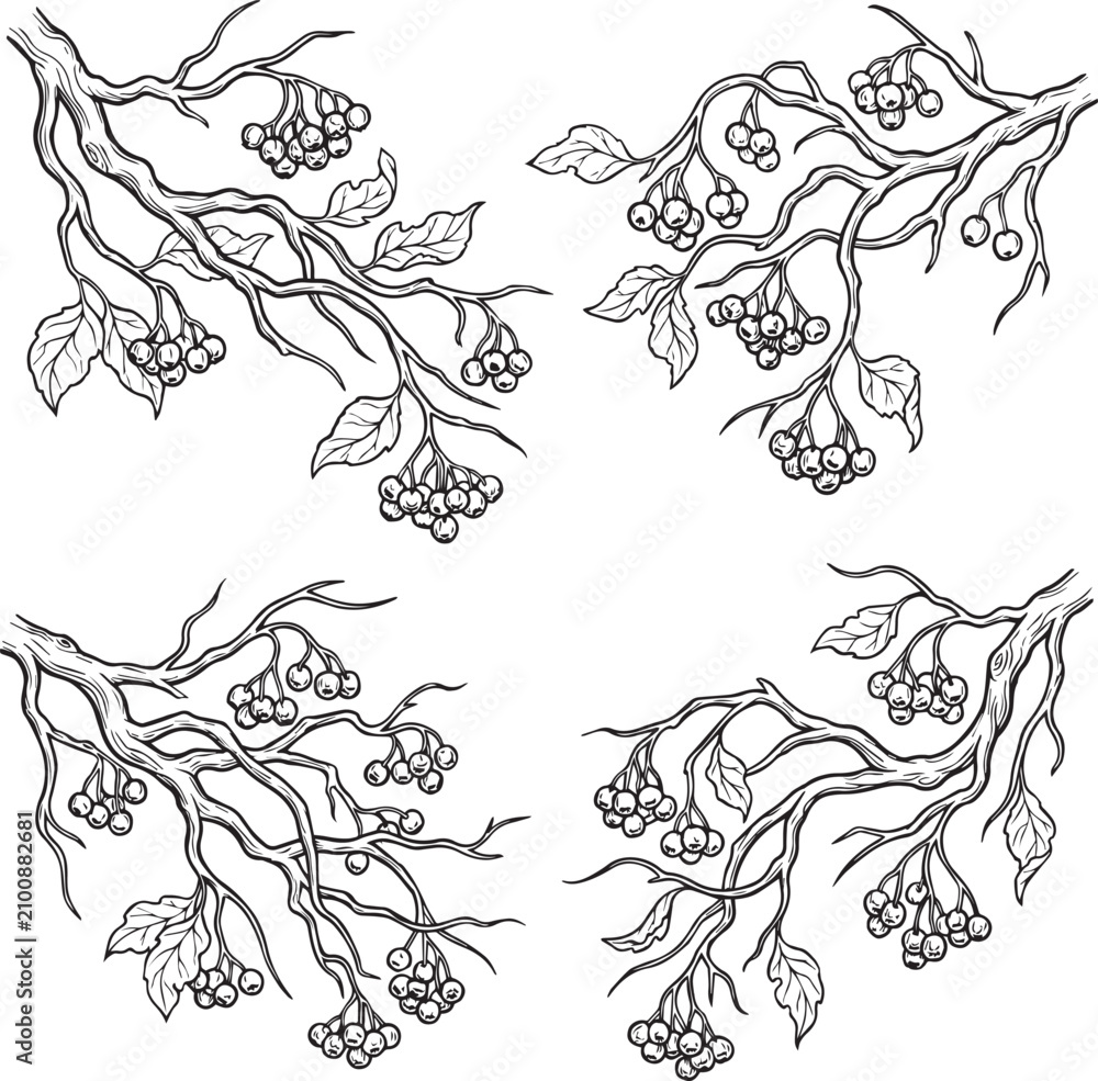 Fototapeta premium Autumn branches with berries and leaves in a decorative pattern with organic lines for seasonal design