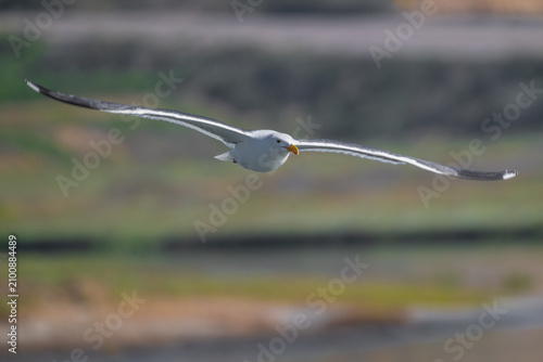 Принти на полотні Western Gull (Larus occidentalis) at the Torrey Pines State Natural Reserve in S