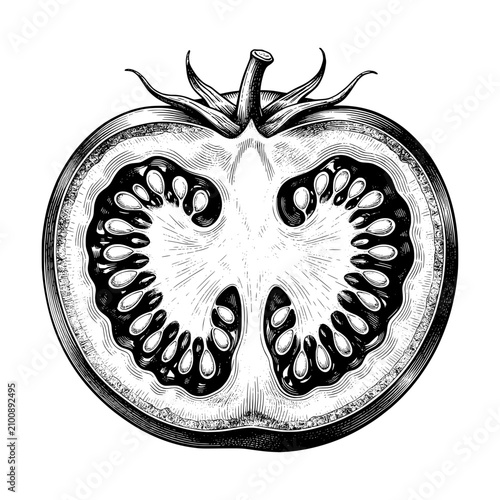 Hand Drawn Tomato Slice Botanical Illustration
