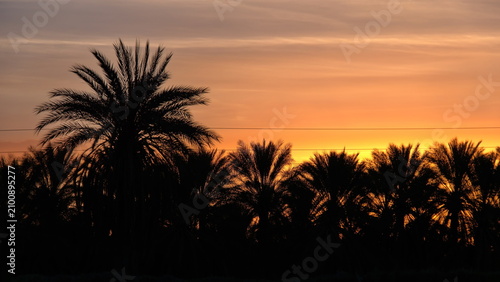 Grove of date palm trees in silhouette at sunrise, in Douz, Tunisia