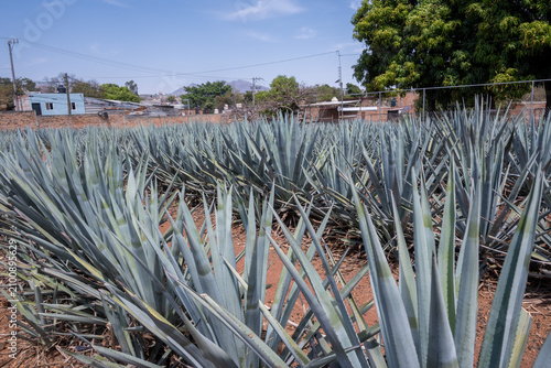 Panoramic view of blue agave plants thriving under the sun in the vast fields of Tequila, Jalisco, Mexico, ready for tequila production.