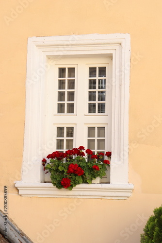 Traditional white window with vibrant red geranium flowers on pastel facade