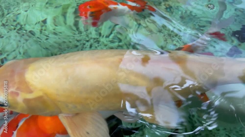 Close Up of Golden Koi Fish Swimming in Clear Pond Water