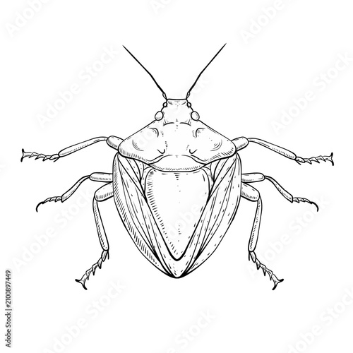 Foto Sketch Illustration of beetle isolated