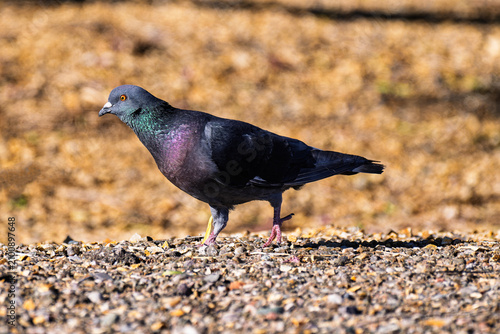 Bild auf Leinwand Pigeon near the Bullhead Park in Albuquerque, New Mexico