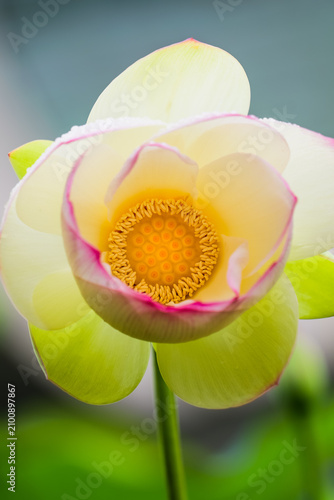фотографія Beautiful white lotus, beautiful stamens