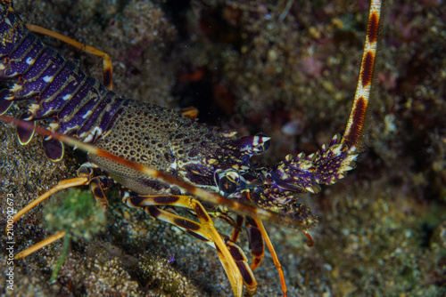 lobster on the rocks