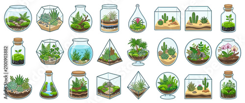 Фотография Various Terrarium Designs with Plants and Cacti