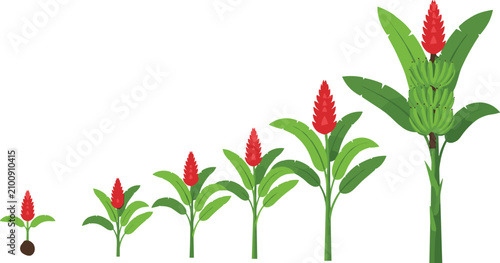 Bild auf Leinwand Vector illustration showing the growth stages of a banana tree from a tiny sprou