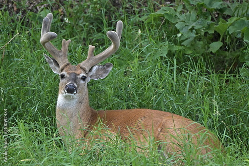 Foto white tailed deer, deer in the grass, animal, wildlife, nature, wild, forest, gr
