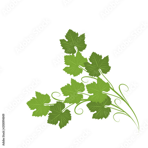 Konstfotografi Illustration of a climbing grape leaf ornament