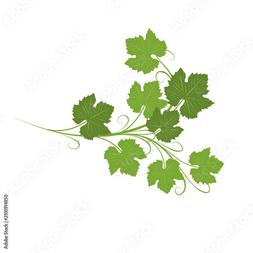 Foto Illustration of a climbing grape leaf ornament