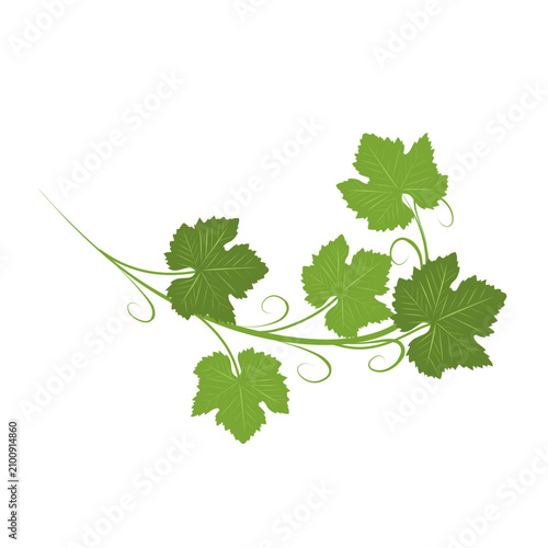 Foto Illustration of a climbing grape leaf ornament