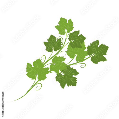 Foto Illustration of a climbing grape leaf ornament