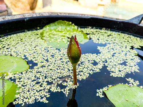 Close-up of an unopened water lily bud rising above a small pond with floating duckweed and green leaves, photographed in daylight to highlight delicate aquatic growth and natural garden detail.