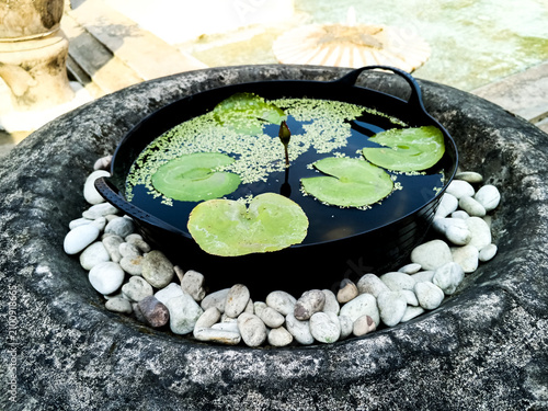 Decorative water lily pond in a black circular bowl surrounded by white pebbles, photographed outdoors to show floating leaves, duckweed, reflections, and a tranquil tropical garden atmosphere.