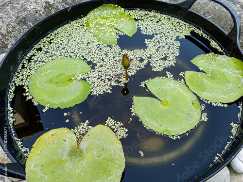 Top view of a small water lily pond with floating green leaves, duckweed, and a central flower bud, photographed outdoors as a natural botanical background with calm reflective water.