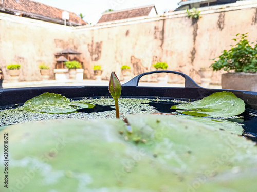 Close-up of an unopened water lily bud rising above a small pond with floating duckweed and green leaves, photographed in daylight to highlight delicate aquatic growth and natural garden detail.