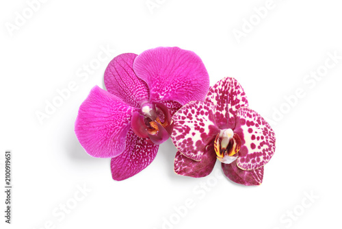 Two vibrant pink and spotte...