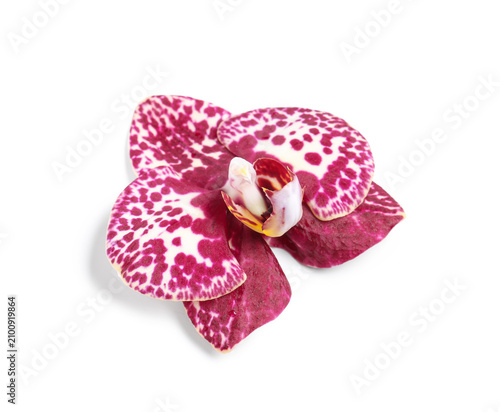 Purple spotted orchid flowe...