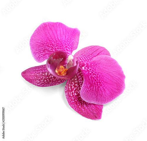 Single magenta phalaenopsis...