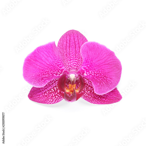 Pink phalaenopsis orchid fl...