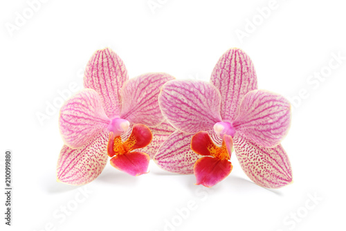 Two pink phalaenopsis orchi...