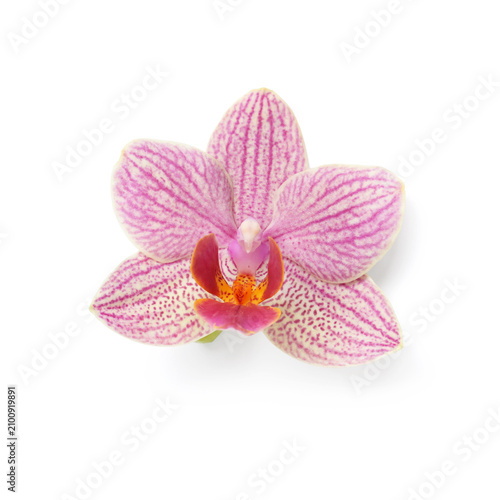 Pink and white striped phal...