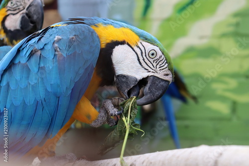 Blue and yellow macaw eating green leaves on a perch