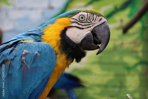 Close up portrait of blue and yellow macaw with colorful feathers