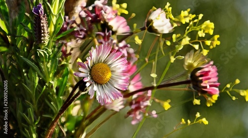pink flowers
