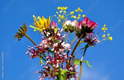 Wild flowers 