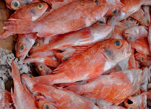 fresh fish on ice