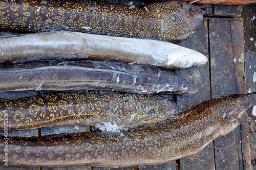 Canvastavla fresh fish on ice