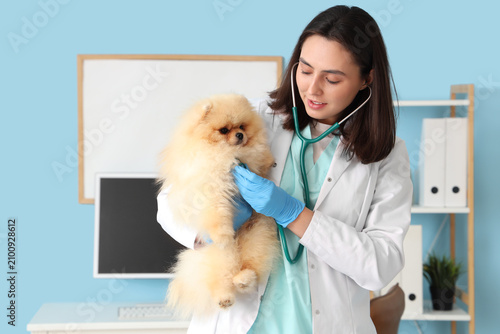 Female veterinarian with cute Pomeranian dog in clinic