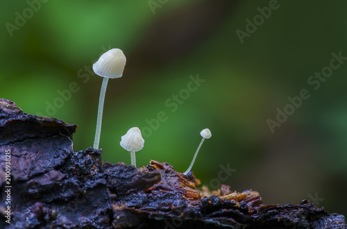 Small white mushroom growing on dark decayed wood with green blurred background, delicate natural forest scene with soft light
