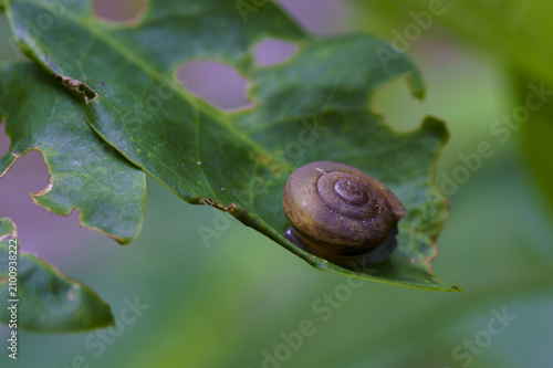 Snail on green leaf with holes, showing natural texture and delicate shell in soft blurred background environment