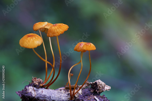 Orange mushroom growing on decayed wood with blurred green background, natural forest scene with delicate fungi and soft light