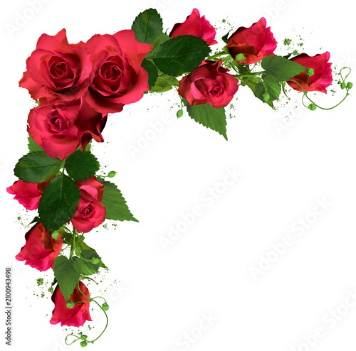 red roses border