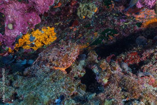 Bild auf Leinwand scorpion fish