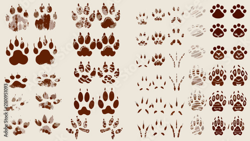 фотографія Collection Of Animal Paw Prints And Tracks Vector Illustration