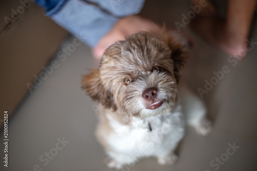 Pet dog background, small size, cute, white, brown, pomeranian, blurred while waiting for food or playing with the owner during the day in the grass field