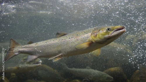 Swimming salmon (Salmo salar) under water, Laerdalsoyri, Norway