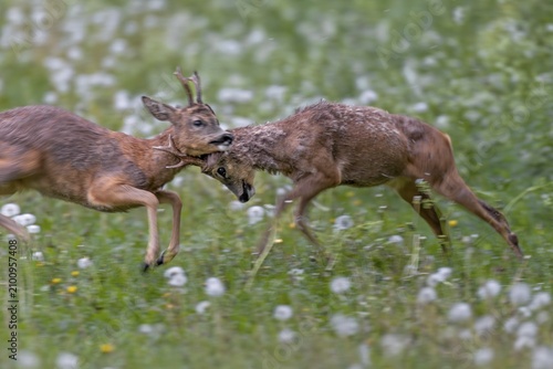 The territorial roebuck (Capreolus capreolus) is so aggressive that it attacks the entire body of its opponent with its horns, the old man is obviously helplessly at the mercy of the attacks, fight, balance of power, brutal, roebuck fight, change of coat, Germany