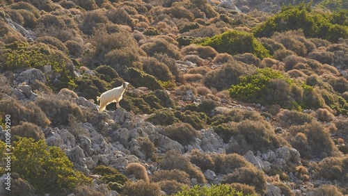 A single white goat in the middle of a hilly and bushy landscape, sheep (e) or goat (n), ovis, caprae, Crete, Greek Islands, Greece
