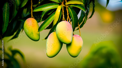 Ripe mangoes hanging from a tree branch with green leaves and blurred background fruit tropical 1