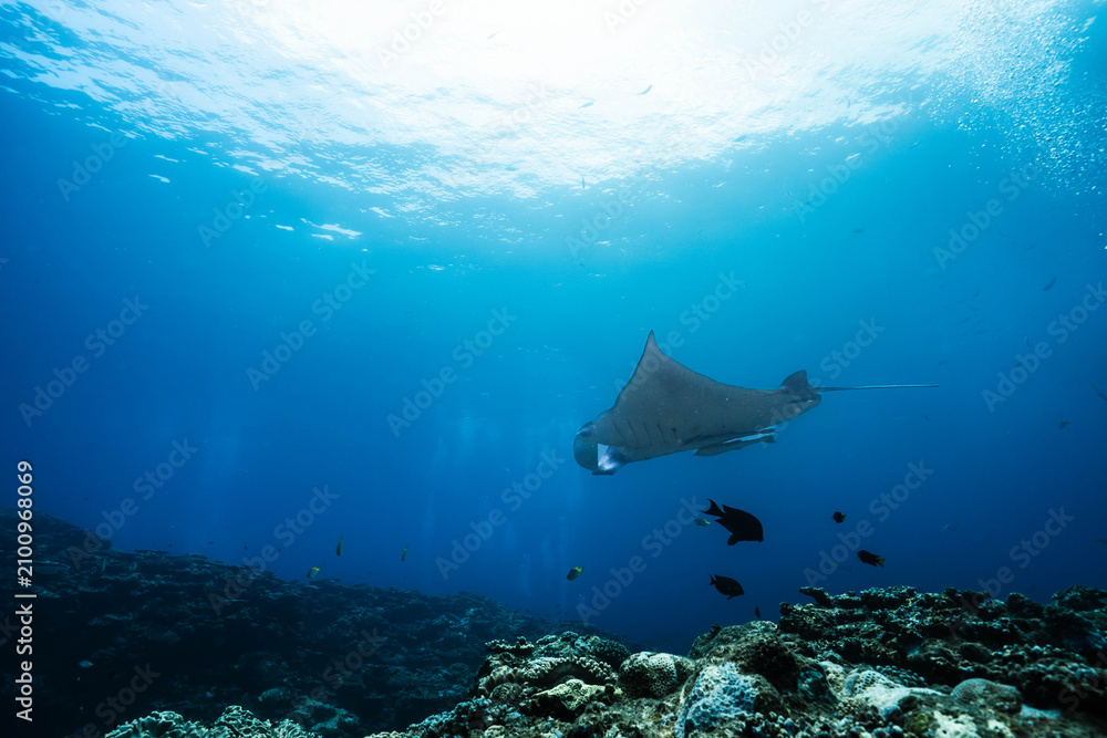 Fototapeta premium Wide Angle Underwater View of a Reef Manta in Crystal Clear Water